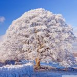 winter_season_8-wallpaper-800x600